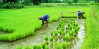 Nigerian Rice Conversation And The Nexus With Food Security