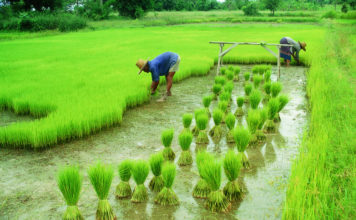 Nigerian Rice Conversation And The Nexus With Food Security