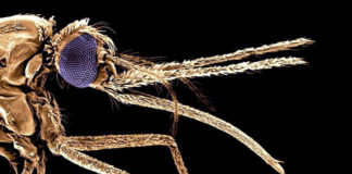 Interview with Dr Tokunbo Alli of AXA Mansard Health Insurance