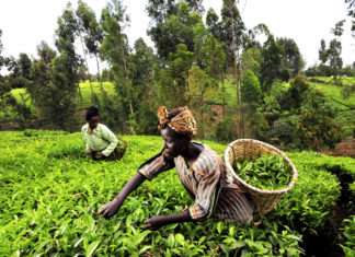 Nigerian Non-Oil Exports: The Policy Imperative