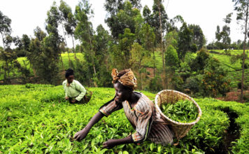 Nigerian Non-Oil Exports: The Policy Imperative