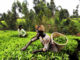 Nigerian Non-Oil Exports: The Policy Imperative