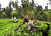 Agriculture — Key To Sustainable Development In Nigeria