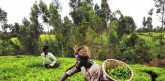 Agriculture — Key To Sustainable Development In Nigeria