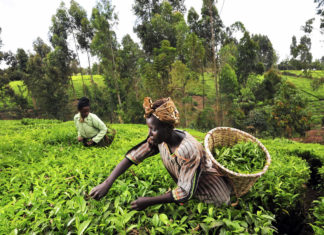 Agriculture — Key To Sustainable Development In Nigeria