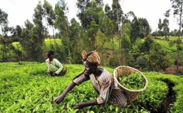 Agriculture — Key To Sustainable Development In Nigeria