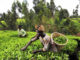 Agriculture — Key To Sustainable Development In Nigeria