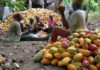 Cocoa Production and Processing in Nigeria: Need for a Stimulus