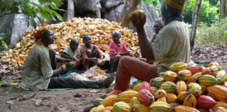 Cocoa Production and Processing in Nigeria: Need for a Stimulus