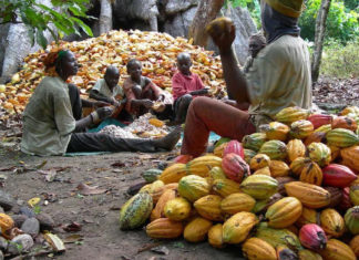 Cocoa Production and Processing in Nigeria: Need for a Stimulus