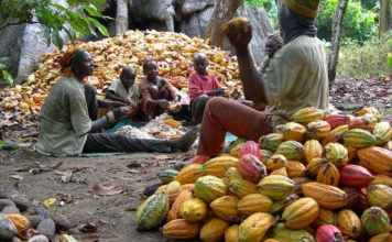 Cocoa Production and Processing in Nigeria: Need for a Stimulus