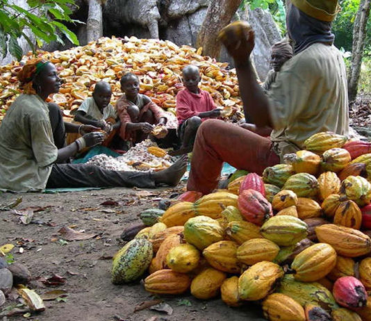 Cocoa Production and Processing in Nigeria: Need for a Stimulus