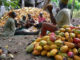 Cocoa Production and Processing in Nigeria: Need for a Stimulus
